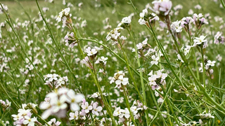 زهرة الربيع