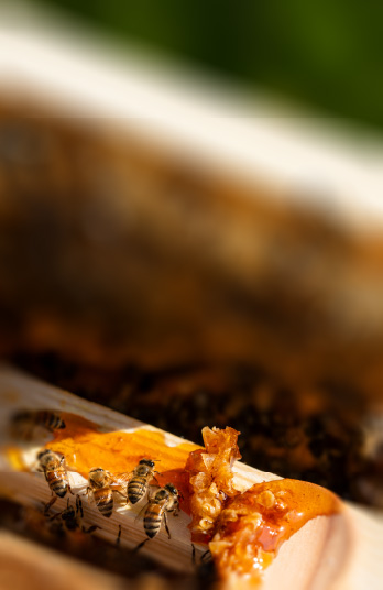 موسم النحالين